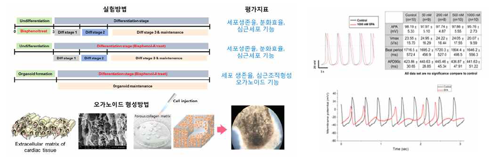 구조체를 이용한 심장 오가노이드 제작 및 심독성평가법 개발