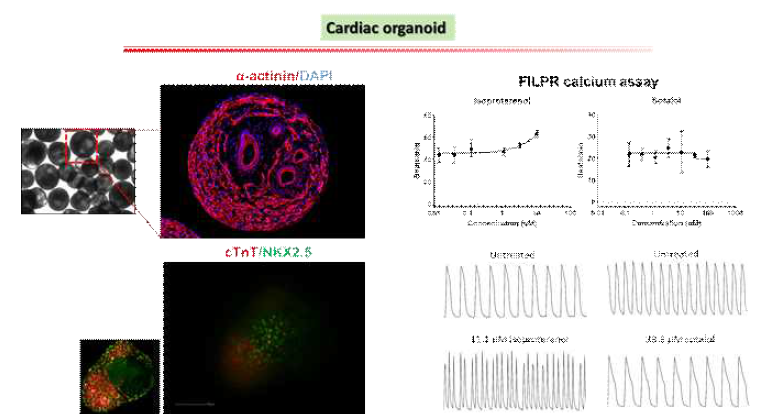 심장 오가노이드 제작 및 FLIPR calcium assay 측정