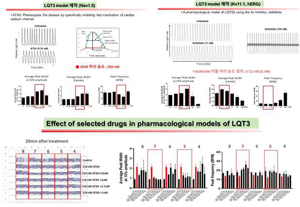 ATXII 유발 LQT모델에서의 후보물질 도출