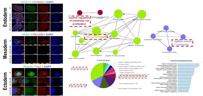 분화 유도와 Gene Ontology 분석을 통한 근육 및 혈관 발달 조절 기능 확인