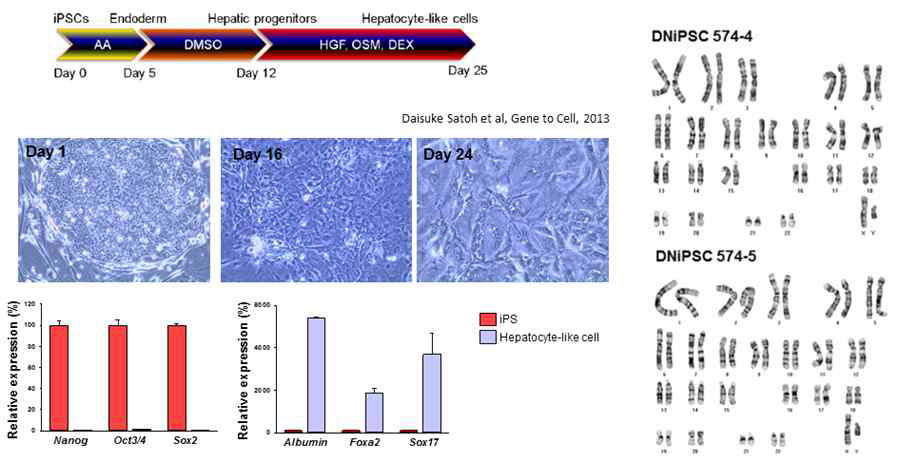 GSD 환자 유례 역분화유도만능줄기세포의 간세포 분화 및 유전자 발현 분석