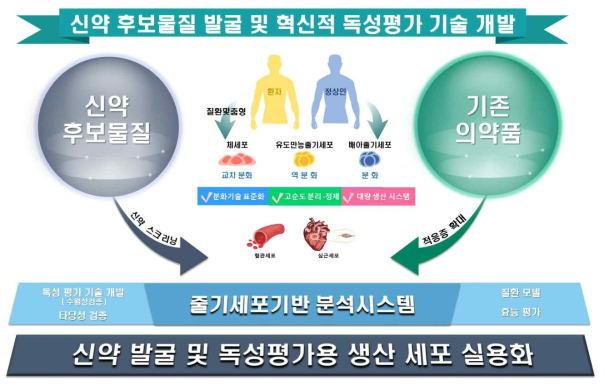 줄기세포 기반 신약 스크리닝 연구 개념도