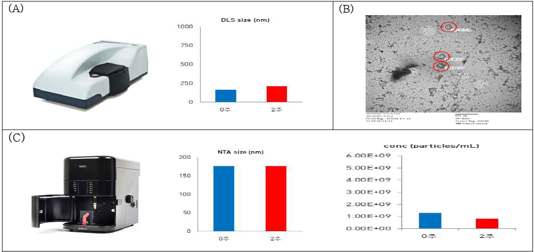 Identification of exosomes by (A) DLS (Dynamic Light Scattering, zetasizer Nano ZS, Malvern) size, (B) Bio-TEM (Bio-Transmission Electron Microscope, H-7600, Hitachi) image, and (C) NTA(Nanoparticle Tracking Analysis) size and Concentration (NS-300, Malvern)