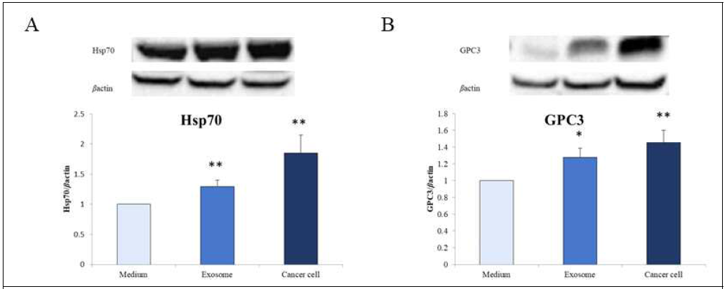 Effects in tumor suppressor proteins and cell proliferation factors according to exosome injection (a) Liver Hsp70 protein levels. β-actin was used as loading control for western blot. (b) Liver GPC3 protein levels. β-actin was used as loading control for western blot. In graphs, values are given as mean ± standard error, Student´s t-test were used to compare the means of control groups. * p<0.05, ** p<0.01