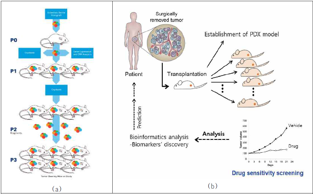 PDX 제작 프로토콜(a) 및 활용 모식도(b)