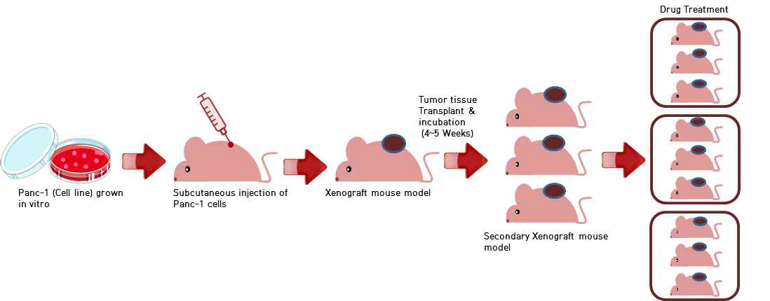 췌장암 세포주 이식 및 xenograft모델 제작 과정
