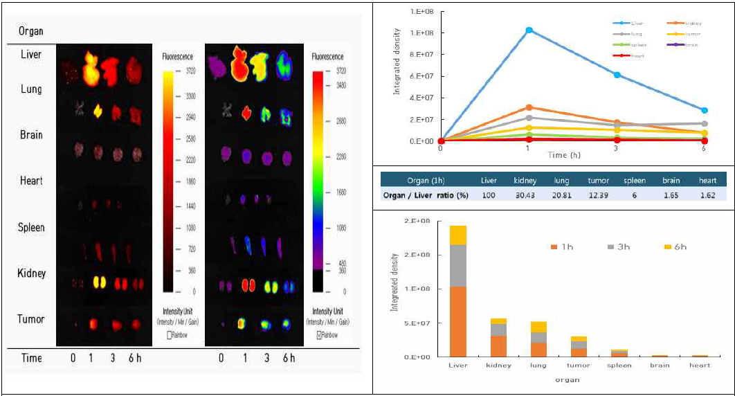 Organ Image and changes of fluorescence intensity after dye-labelled 4244 intravenous(IV) injection in Panc-1 xenograft model