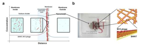 (a) SWNT와 M13 phage를 이용하여 나노메쉬를 형성키시는 Hydrodynamic assembly 개념도. (b) Hydrodynamic assembly를 사용하여 제작된 대면적 나노 메쉬