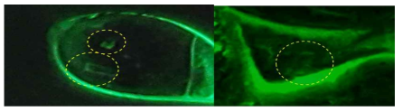 (좌) Cornea 와 sclera 에 스트립 tip 접촉 실험 후 형광 이미지, (우) IPC에 자극 인가 실험 결과, 꼭지점 부위에 상처가 집중되었음