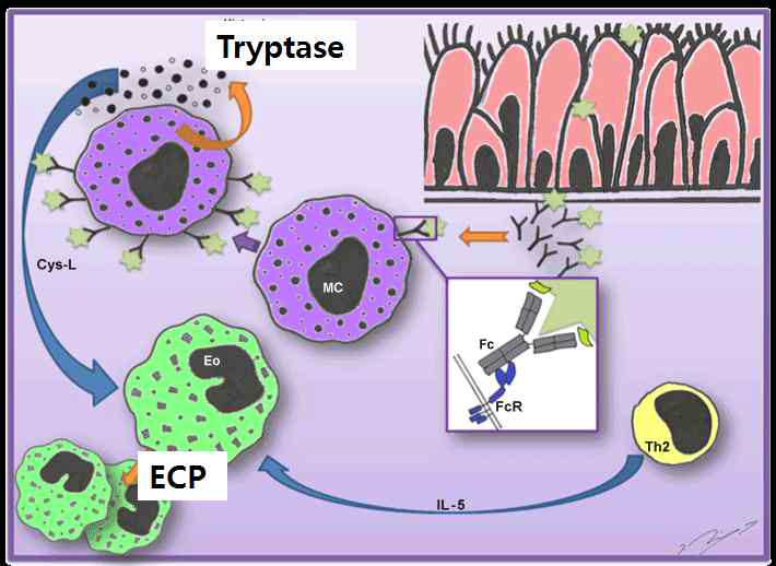 비강 점막내 항원에 의한 비만세포가 활성화되면 tryptase를 분비하며 이와함께 여러 염증성 매개 물질을 통해 호산구에서 ECP 의 분비를 발함. (MC ; mast cell, Eo ;)