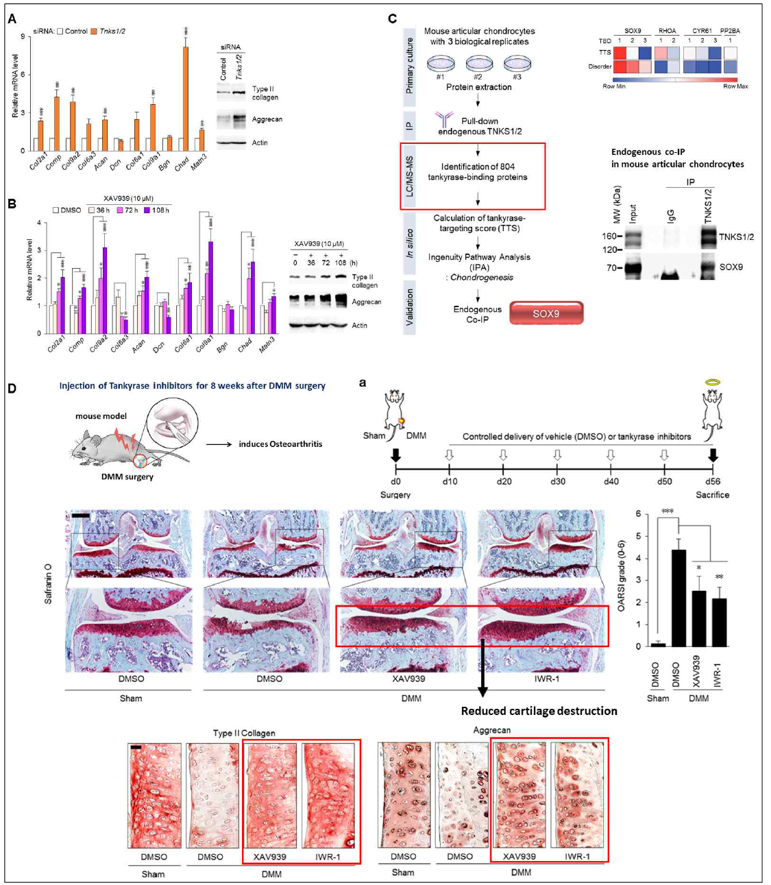 탄키라아제 억제에 의한 조직의 재생기전 규명 Nature Communications 게재