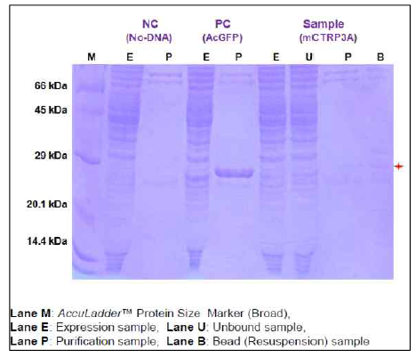 CTRP3 단백질 정제