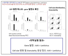 UC MSC 세포치료제 제작을 위한 virus 전달체 선정