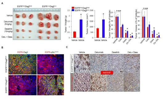 Stem-like 분자아형 동물모델 기반 Src kinase 표적 항암제 유용성 확인, in vivo