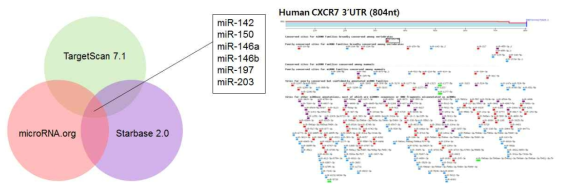 CXCR7 타겟 microRNA 동정