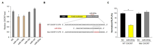 CXCR7을 타겟 하는 microRNA 선별