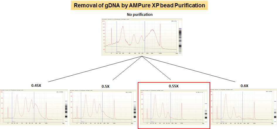 AMPure XP bead를 사용한 cfDNA 시료에서 gDNA 제거
