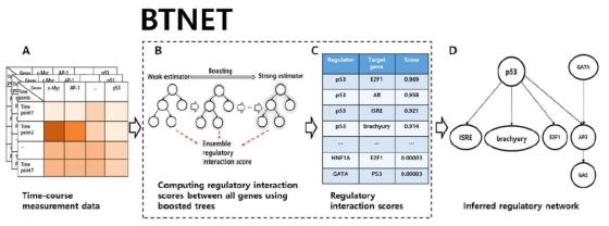 시계열 데이터로부터 유전자 조절관계 네트워크추론 알고리즘(BTNET) 모식도