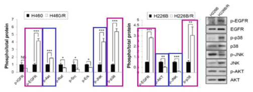 PTX 내성 세포에서 EGFR 및 p38 MAPK의 phosphorylation 증가