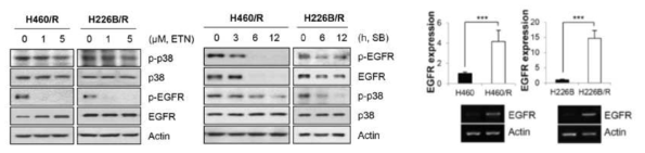 PTX 내성세포에서 p38 MAPK 활성화에 의한 EGFR 발현 유도