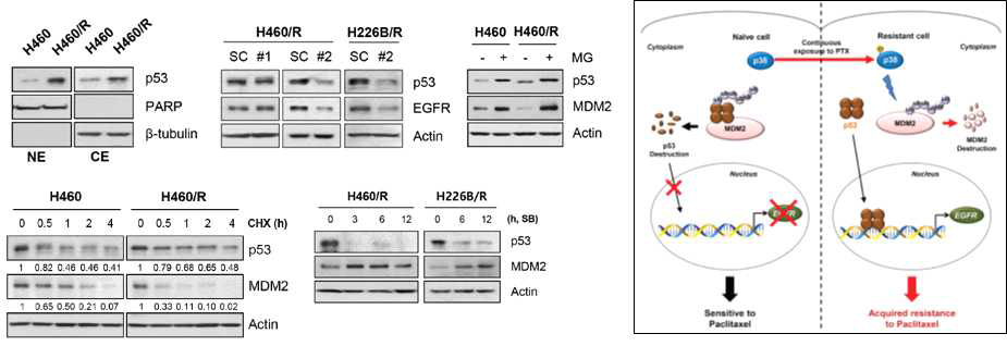 PTX 내성세포에서 p38 MAPK에 의한 p53의 안정화 및 EGFR 발현 유도 (왼쪽) 및 본 연구 결과의 모식도 (오른쪽)