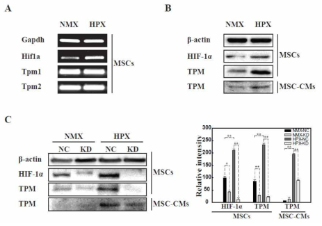 HIF- 1α와 Tropomysin의 연관성 확인