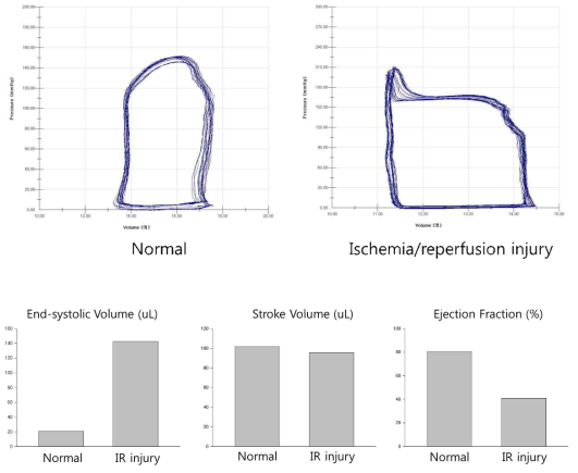 정상 심장과 심근경색 유도 모델의 심장기능 평가 비교 분석