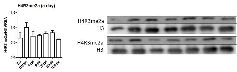 인간 배아줄기세포 주에서 PRMT1 억제제(C-7280948)의 처리 효과