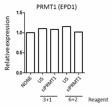 Transfection reagent의 다양한 농도 조건에서 siRNA 처리 후 PRMT1 mRNA 발현