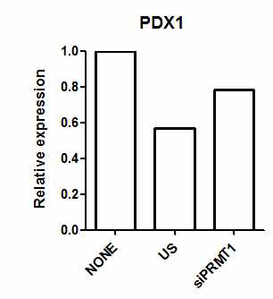 내배엽 전구체세포에서의 PDX1 mRNA 발현