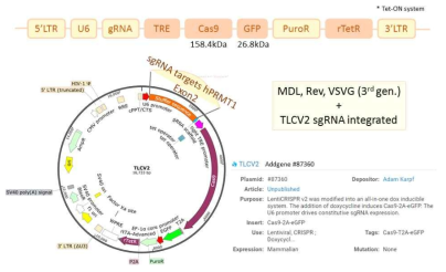 PRMT1을 억제하기 위한 렌티바이러스의 유전체 구조