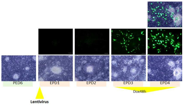 렌티바이러스와 doxycycline(Dox) 처리로 유도된 Cas9-GFP의 발현