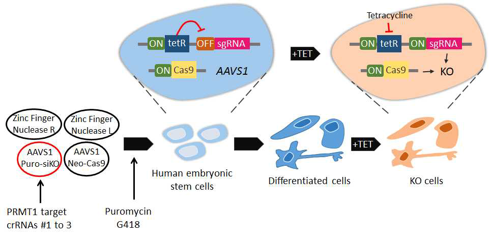 인간 배아줄기세포의 AAVS1 allele에 CRISPR 시스템 도입 모식도