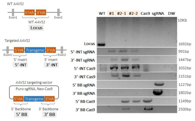 각 PRMT1 iKO cell line의 genotyping 결과