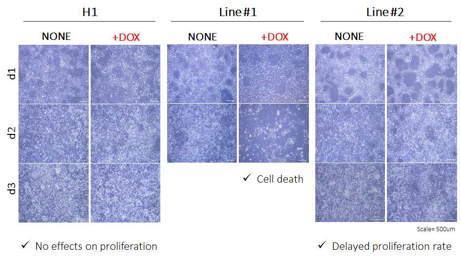 H1 세포주와 PRMT1 iKO #1과 #2번 세포주에서 doxycycline을 처리한 결과