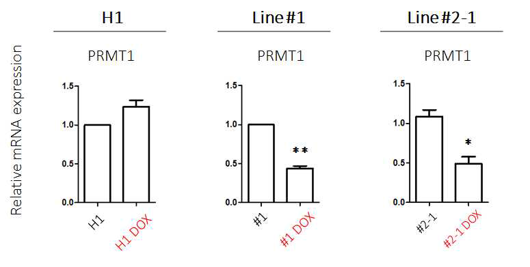 H1 세포주와 PRMT1 iKO #1과 #2번 세포주에서 doxycycline을 처리하였을 때 PRMT1의 mRNA level