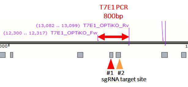 T7E1 assay를 위한 primer의 위치 및 sgRNA의 타겟팅 위치