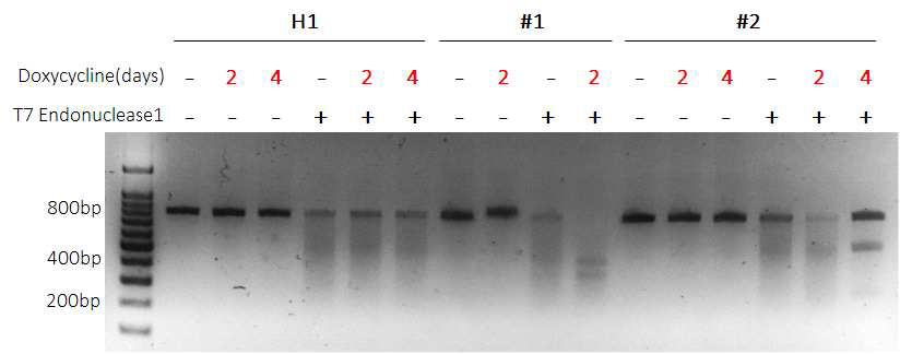 H1, #1, #2번 세포주에서 genome수준에서의 PRMT1 유전자 T7E1 assay 결과