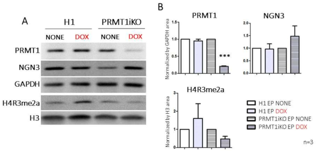PRMT1 KO된 EP세포에서 PRMT1 단백질의 감소와 NGN3 단백질 증가 확인