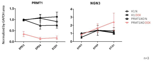 PRMT1을 KO시켰을 때 NGN3 단백질 발현이 시간이 지날수록 증가함을 확인