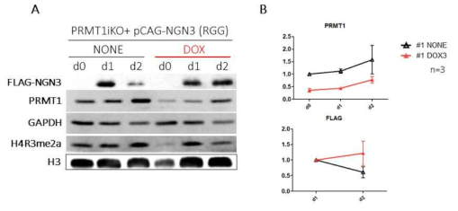 PRMT1을 감소시켰을 때 NGN3 단백질의 분해가 느려짐