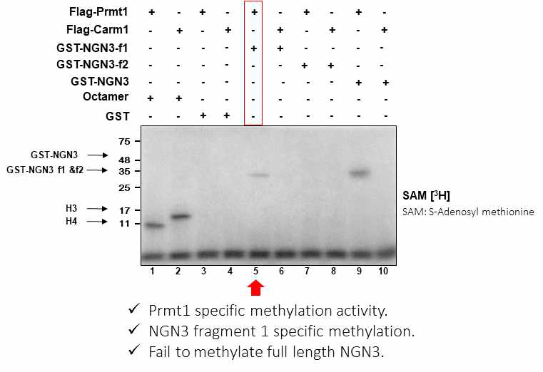 Prmt1에 의해 NGN3 fragment1이 메틸화됨