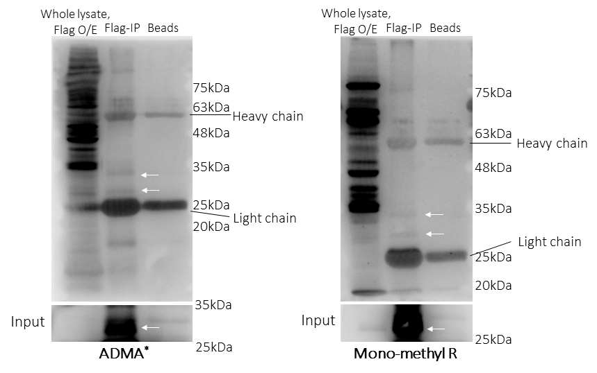 H1 ESCs에서 메틸화된 NGN3 단백질이 존재함