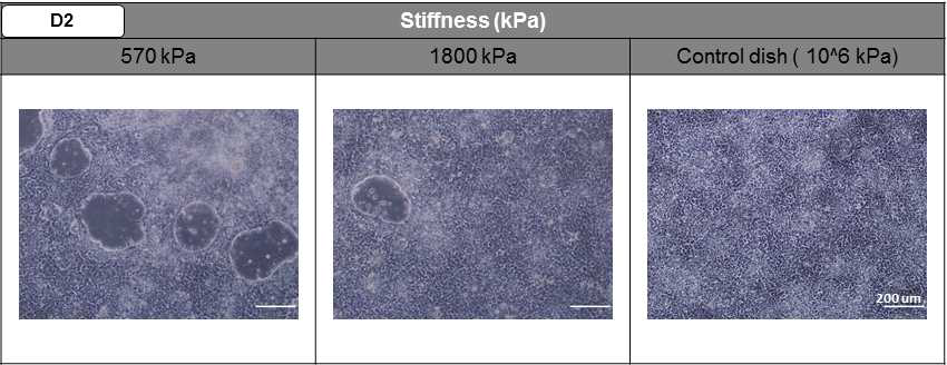 진정 내배엽 분화 과정 중 바닥의 연성도에 따른 세포의 모양 변화