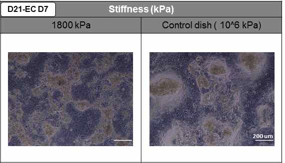 내분비 세포로의 분화 후 바닥의 연성도에 따른 세포의 모양 변화