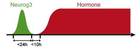 베타 세포 분화 과정 중 내분비 선조 세포에서의 NGN3 발현과 호르몬 분비의 선후관계 (Wilson et al. Mech. Develop., 2000)