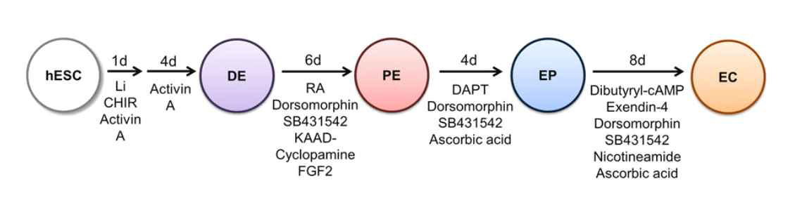 베타 세포 분화 프로토콜 중 내분비 선조 세포 (Endocrine progenitor; EP) 단계에서의 NGN3 발현 유도