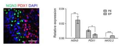 본 연구진의 베타 세포 분화 프로토콜에서의 DAPT에 의한 NGN3 발현 유도
