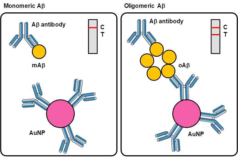 모노머릭&올리고머릭 베타아밀로이드에 대한 각각의 선택적 항체를 기반으로 구상한 페이퍼 칩 모식도