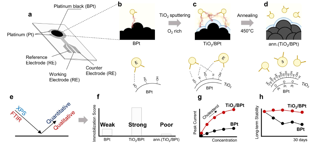 효소 고정기능 개선을 위한 연구의 모식도. (a)는 기 개발된 센서의 모습. (b)는 기 개발된 센서의 BPt (Pt black) 작업 전극에 효소 용액을 뿌렸을 때(Enzyme/BPt)의 단면 개념도. (c)는 BPt 위에 TiO2가 증착 된 후 효소 용액을 뿌렸을 때(Enzyme/TiO2/BPt)의 단면 개념도. (d)는 TiO2/BPt를 열처리(450℃) 한 후 효소 용액을 뿌렸을 때(Enzyme/ann.(TiO2/BPt)의 단면 개념도. (e)와 (f)는 표면분석(XPS 및 FTIR) 후 정량분석으로 효소 고정 성능을 점수화 한 그래프. (g)는 BPt와 TiO2/BPt 작업 전극에서의 콜레스테롤에 대한 전기화학 반응도(sensitivity) 그래프. (h)는 30일 동안 측정한 콜레스테롤에 대한 Long-term stability 그래프